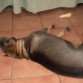 el descansa con su ventilador enlos dia de mucho calor se lo merese
